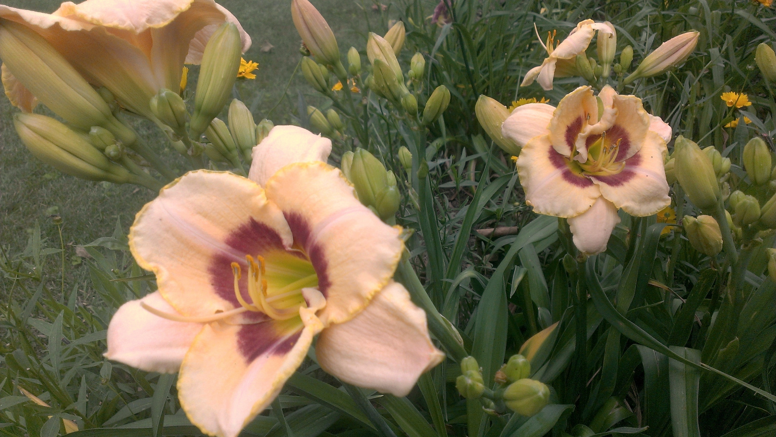 Daylily
